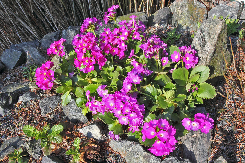 Priumula hirsuta