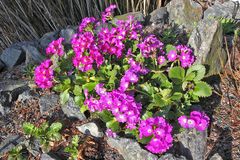 Priumula hirsuta