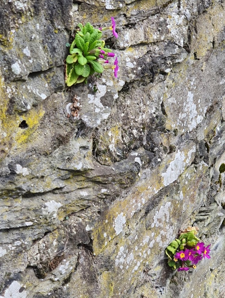 Private Grundstücks Mauer auf dem Weg nach Schloß Burg