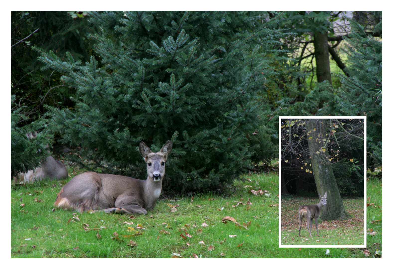 Privater Wildpark