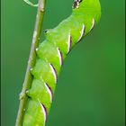 Privet Hawk Moth (Sphinx ligustri) - caterpillar