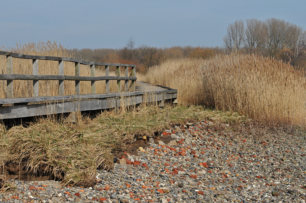 Priwall: Frühlingsleuchten an der Pötenitzer Wiek 01