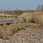 Priwall: Frühlingsleuchten an der Pötenitzer Wiek 01