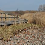 Priwall: Frühlingsleuchten an der Pötenitzer Wiek 01