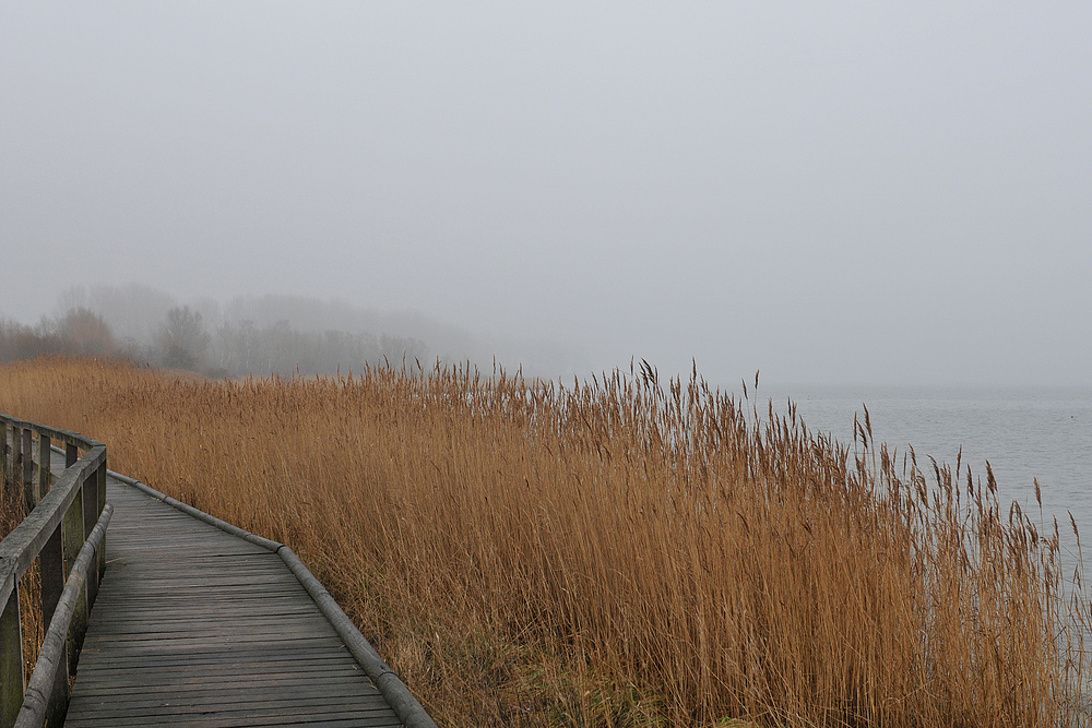 Priwall: Schilf im Nebel