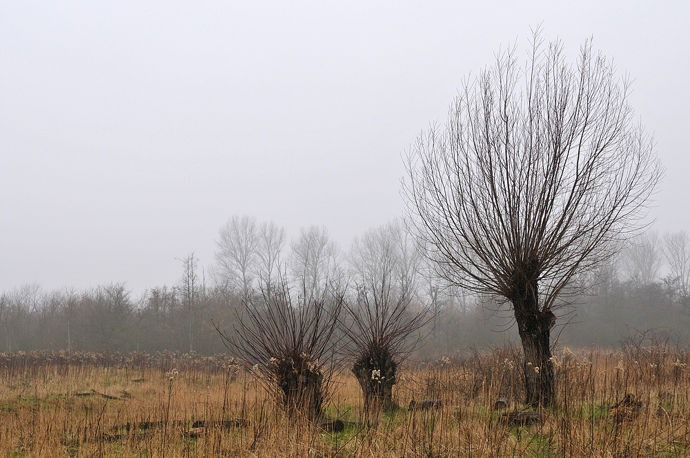 Priwall: Weiden im Nebel