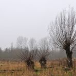 Priwall: Weiden im Nebel