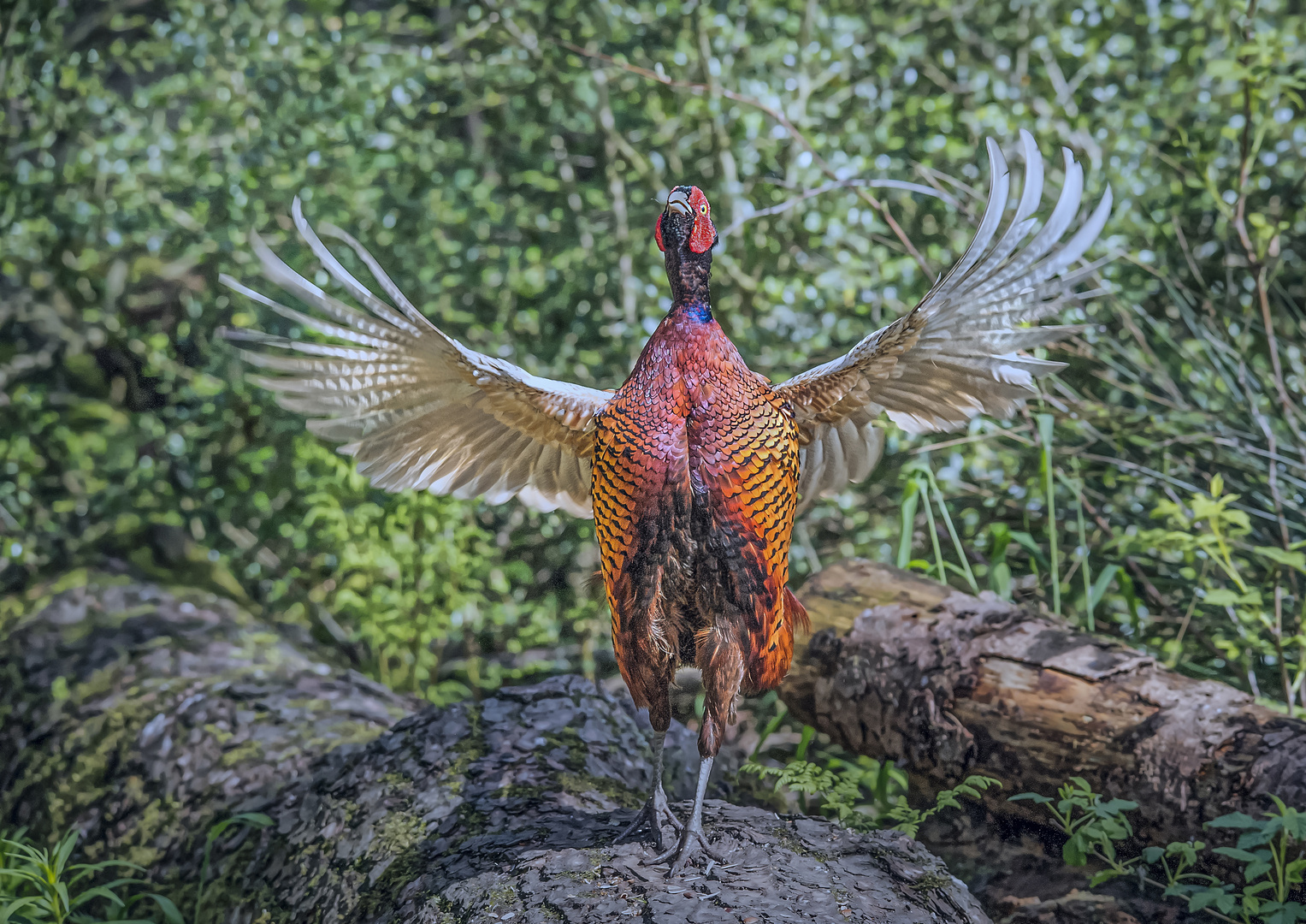 Prize Cock Pheasant