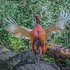 Prize Cock Pheasant