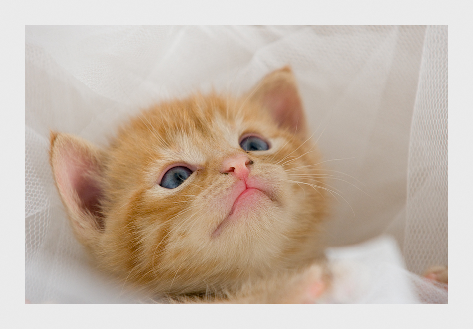 Probe liegen im Himmelbett