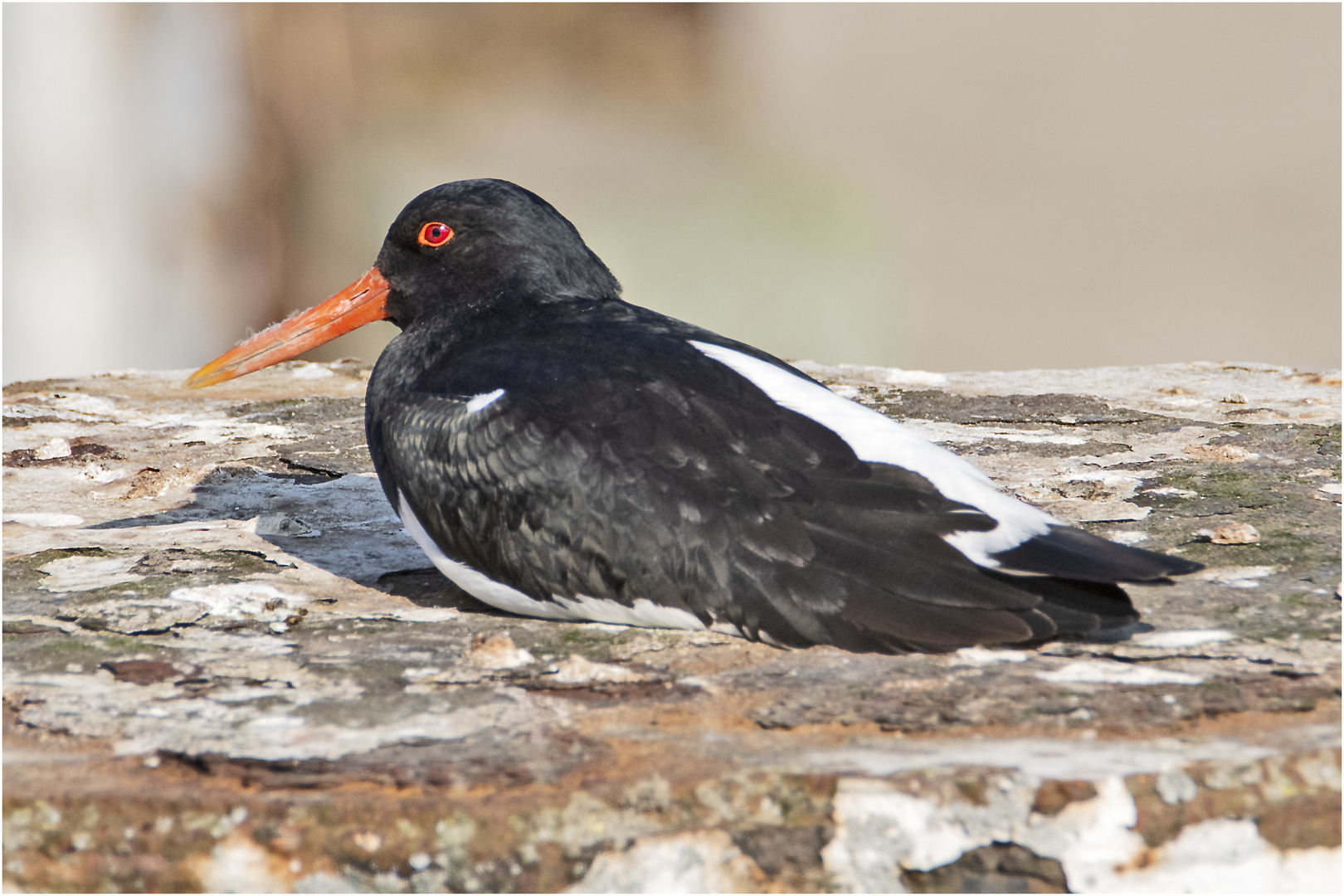 Probeliegen? Dieser Austernfischer (Haematopus ostralegus) . . .