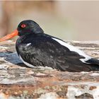 Probeliegen? Dieser Austernfischer (Haematopus ostralegus) . . .