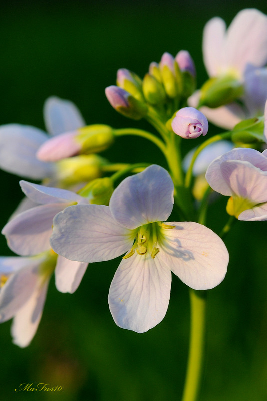 Probiererli (Wiesenschaumkraut)