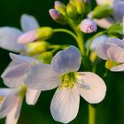 Probiererli (Wiesenschaumkraut)