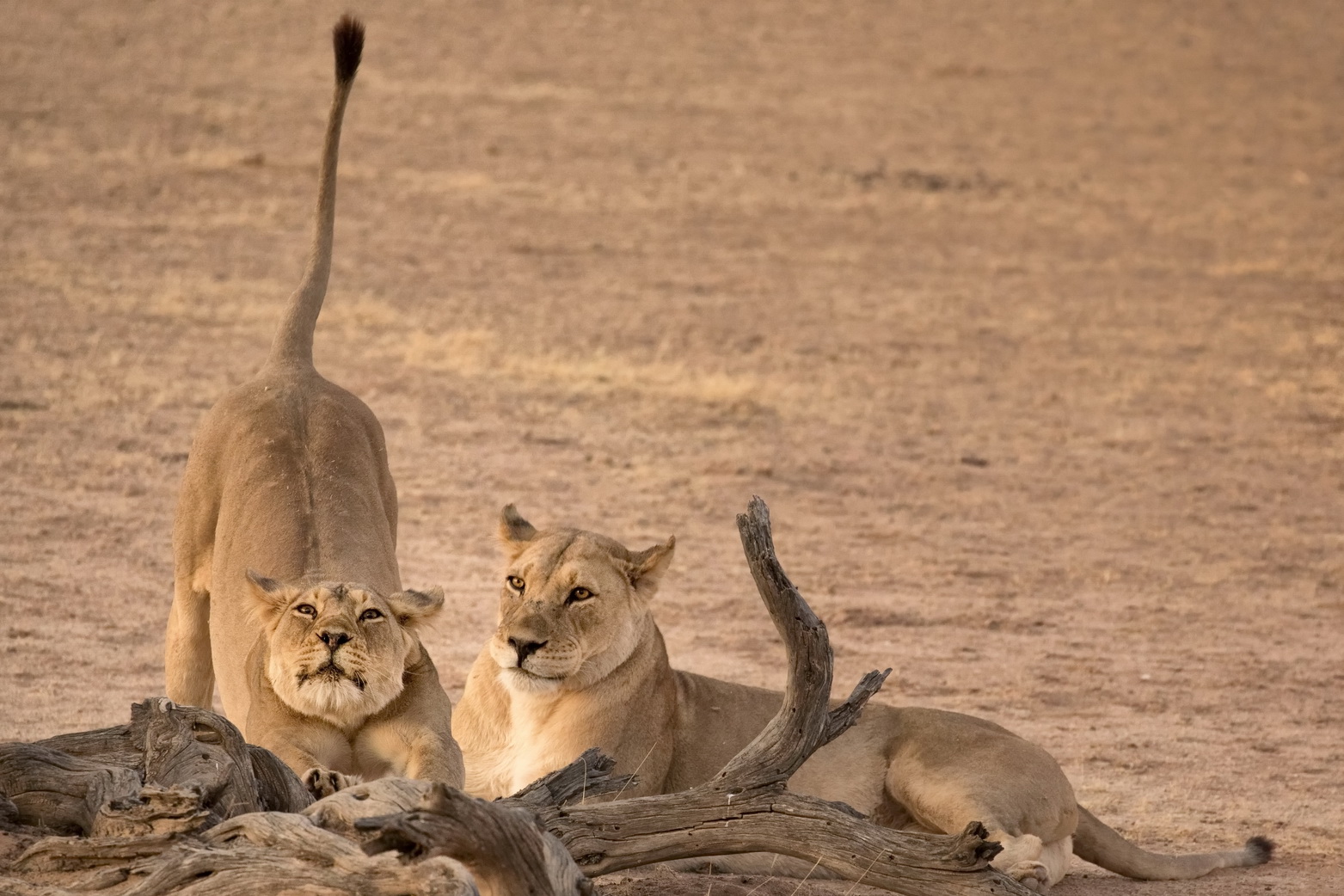 Probiers mal mit Gemütlichkeit Foto & Bild | africa, southern africa