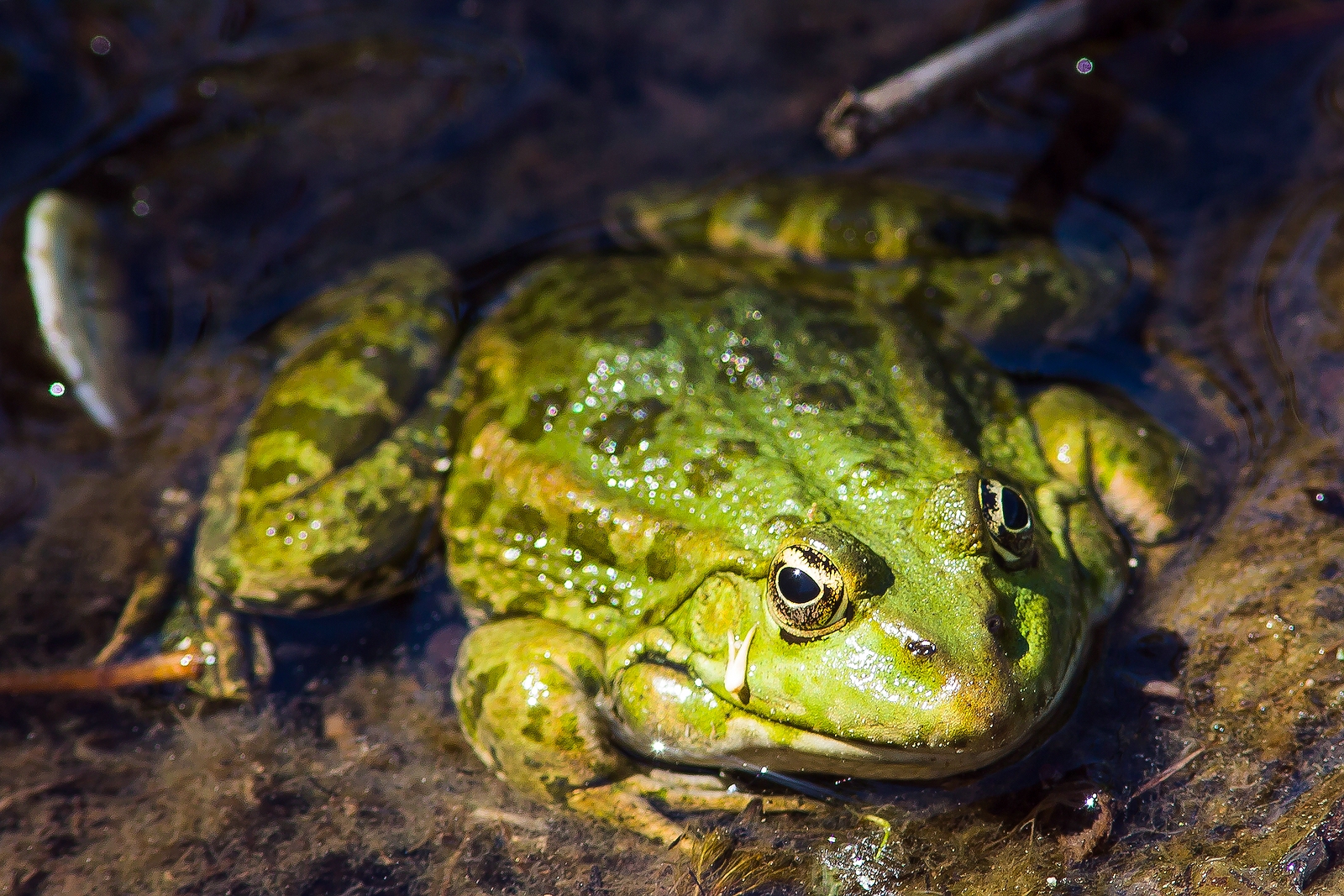 Probiers mal mit Gemütlichkeit Foto & Bild | natur, tiere ...