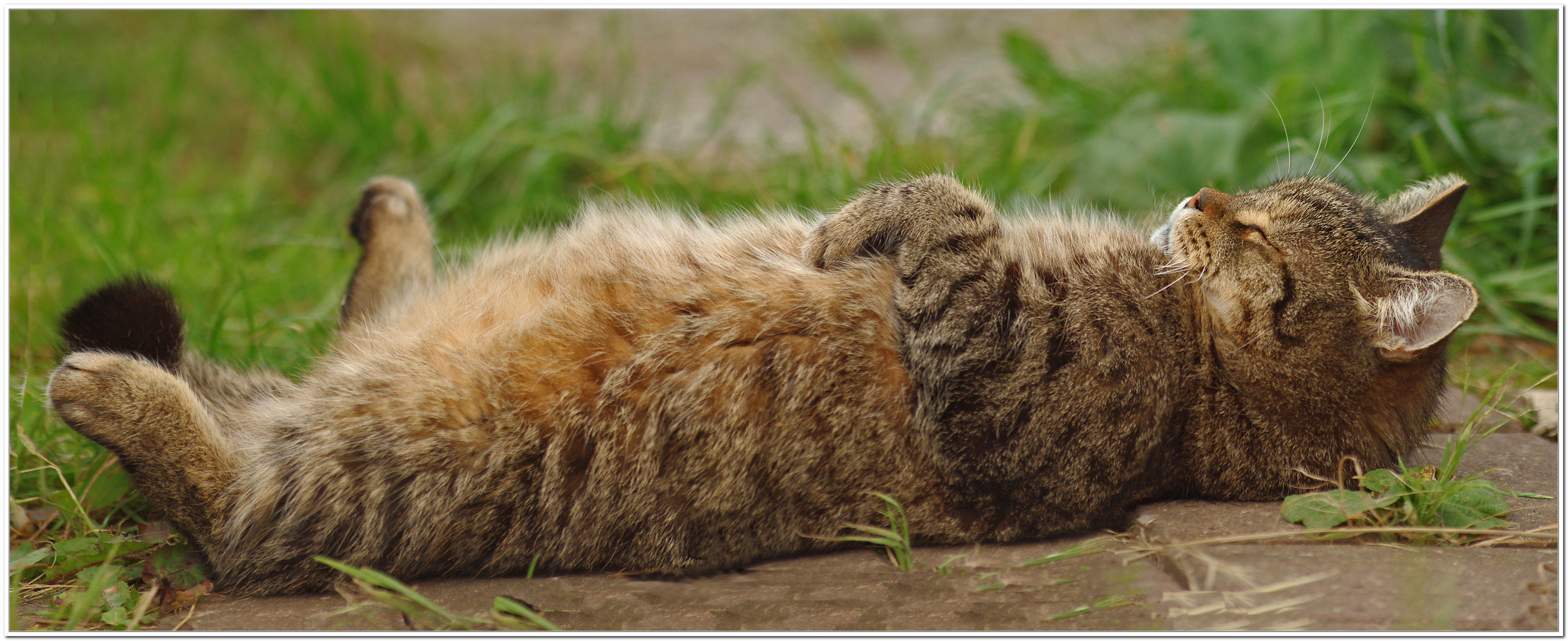 Probiers mal mit Gemütlichkeit Foto & Bild | tiere, haustiere, katzen