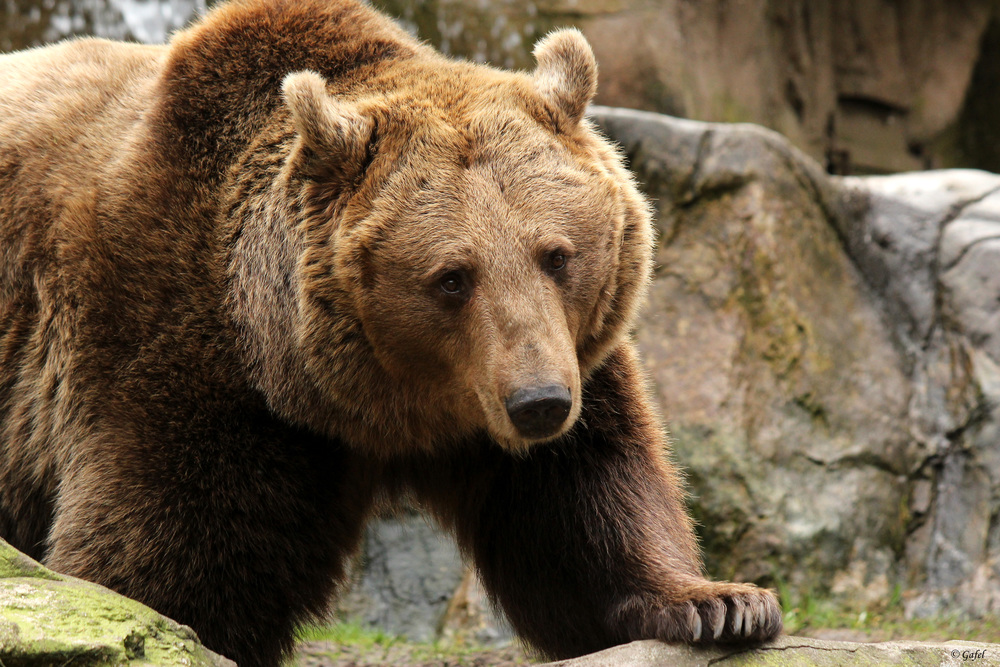 Probiers mal mit Gemütlichkeit Foto & Bild | tiere, zoo, wildpark