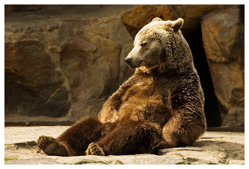 Probiers mal mit Gemütlichkeit Foto & Bild | tiere, zoo, wildpark