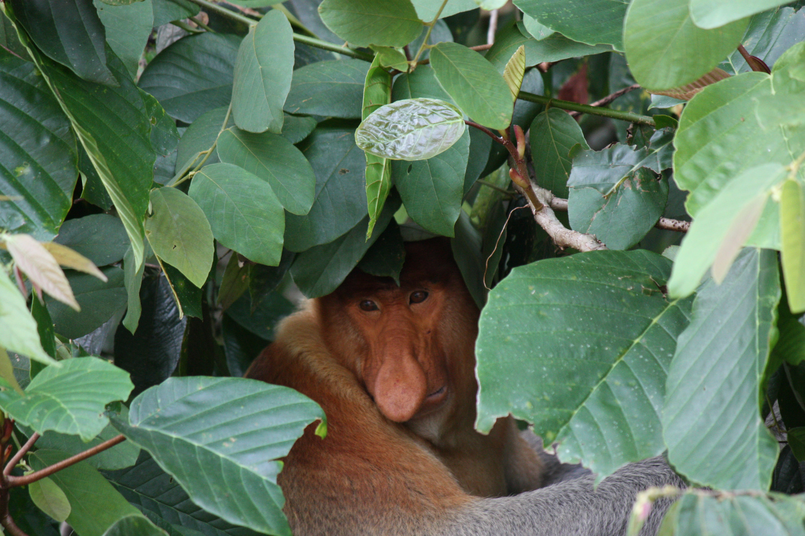 Probiscus male portrait