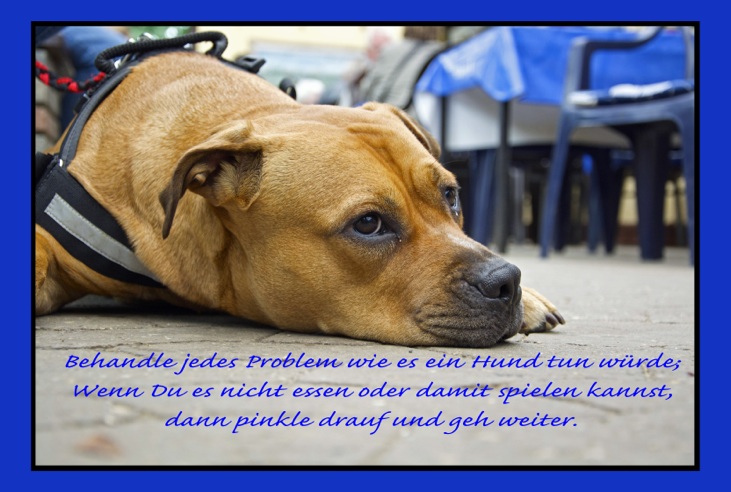 Problem - Hund