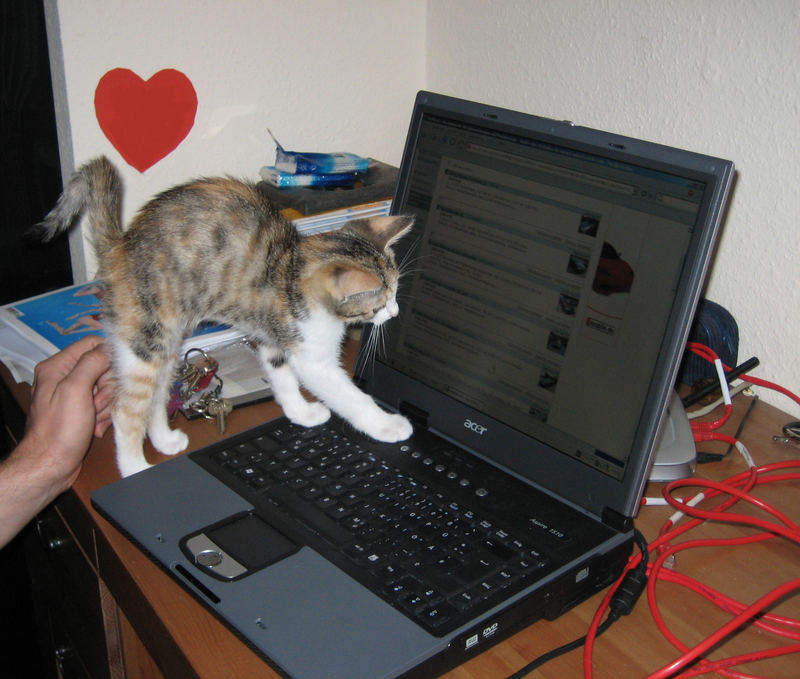 Probleme mit dem PC? Unsere Katze hilft