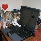 Probleme mit dem PC? Unsere Katze hilft