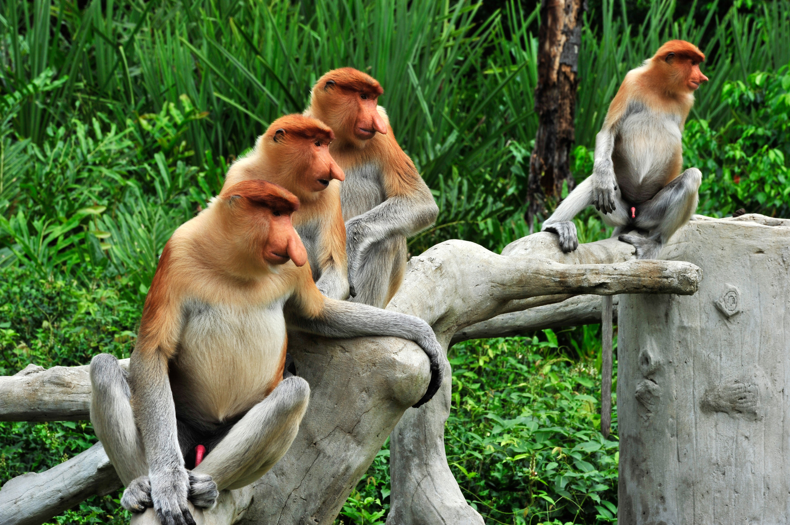 Proboscis Monkey