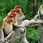 Proboscis Monkey