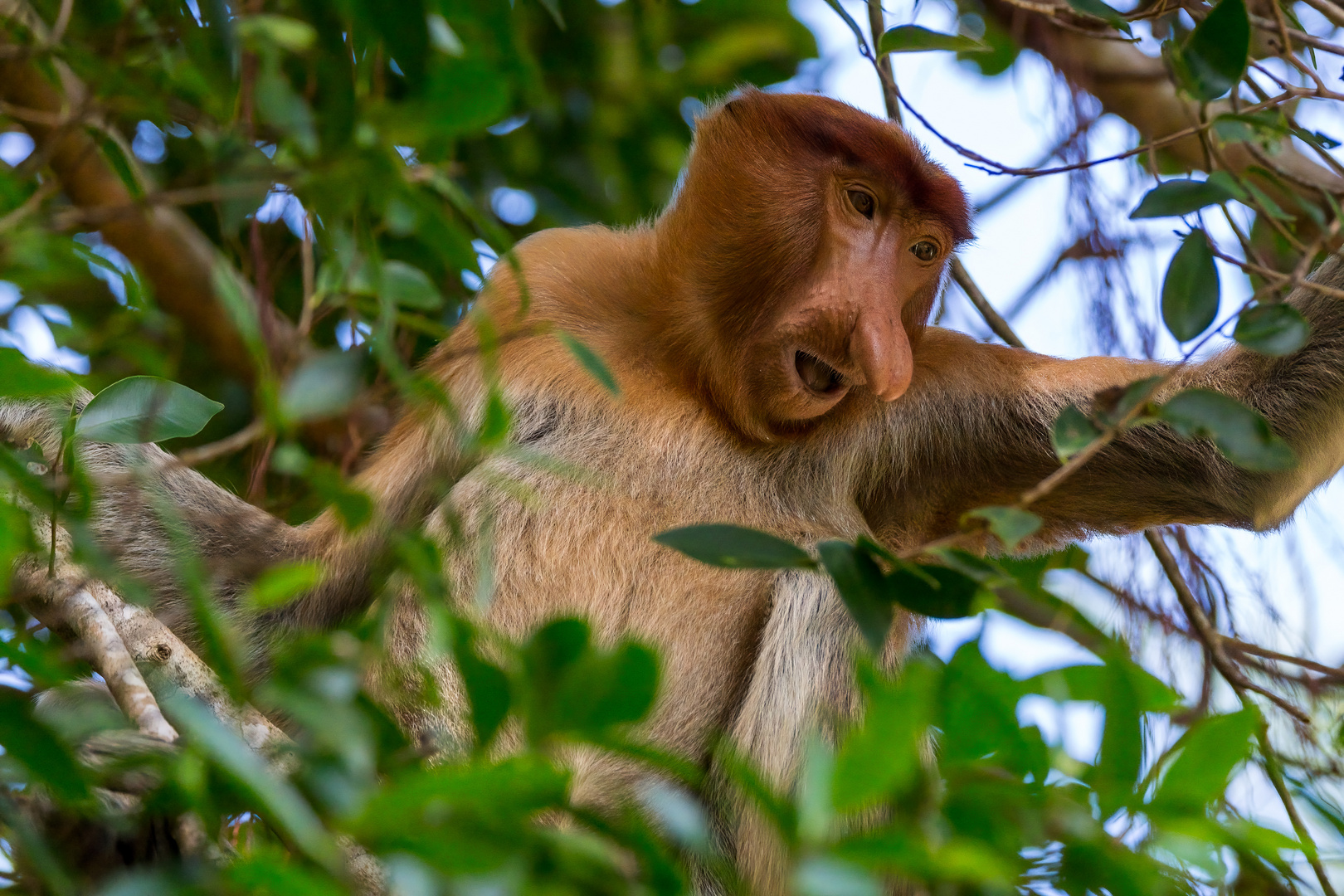 proboscis monkey