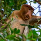 proboscis monkey