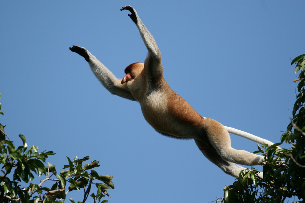 Proboscis Monkey ( Nasalis lavartus )