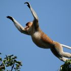 Proboscis Monkey ( Nasalis lavartus )