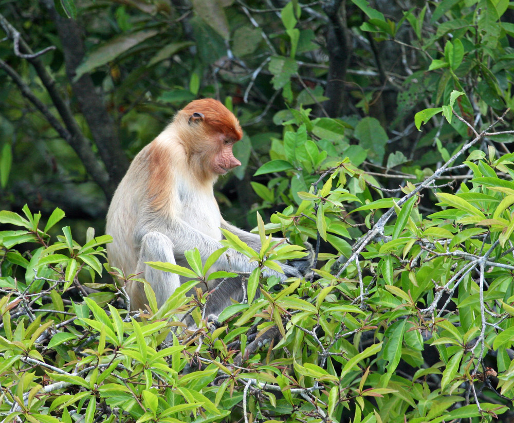 Proboscis Monkey ( Nasalis lavartus ) Weibchen