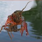 Procambarus clarkii