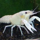 Procambarus Clarkii von seiner Schokoladenseite (weiße Schokolade natürlich)