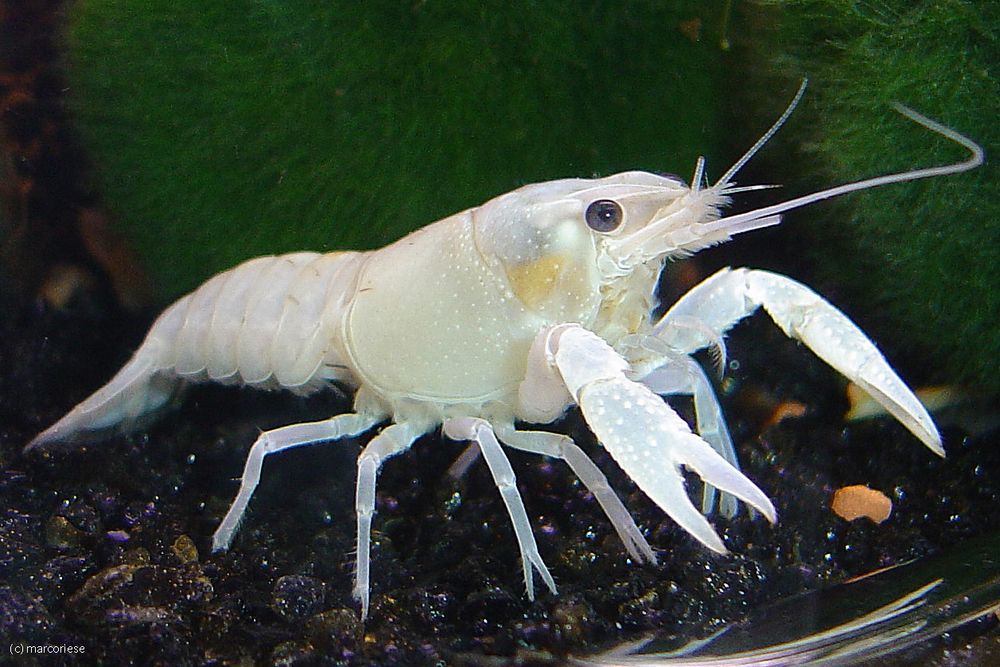 Procambarus Clarkii von seiner Schokoladenseite (weiße Schokolade natürlich)