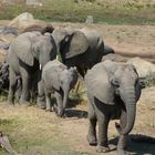 Procession familiale sous nos fenêtres - Parc de Ruaha