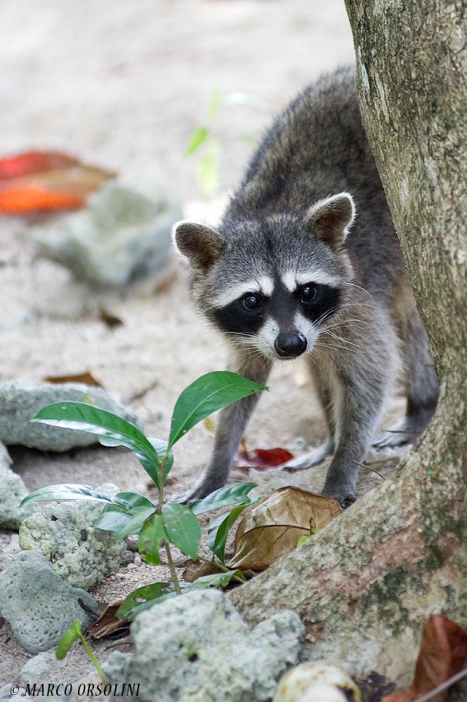 Procione (Raccoon)