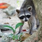 Procione (Raccoon)