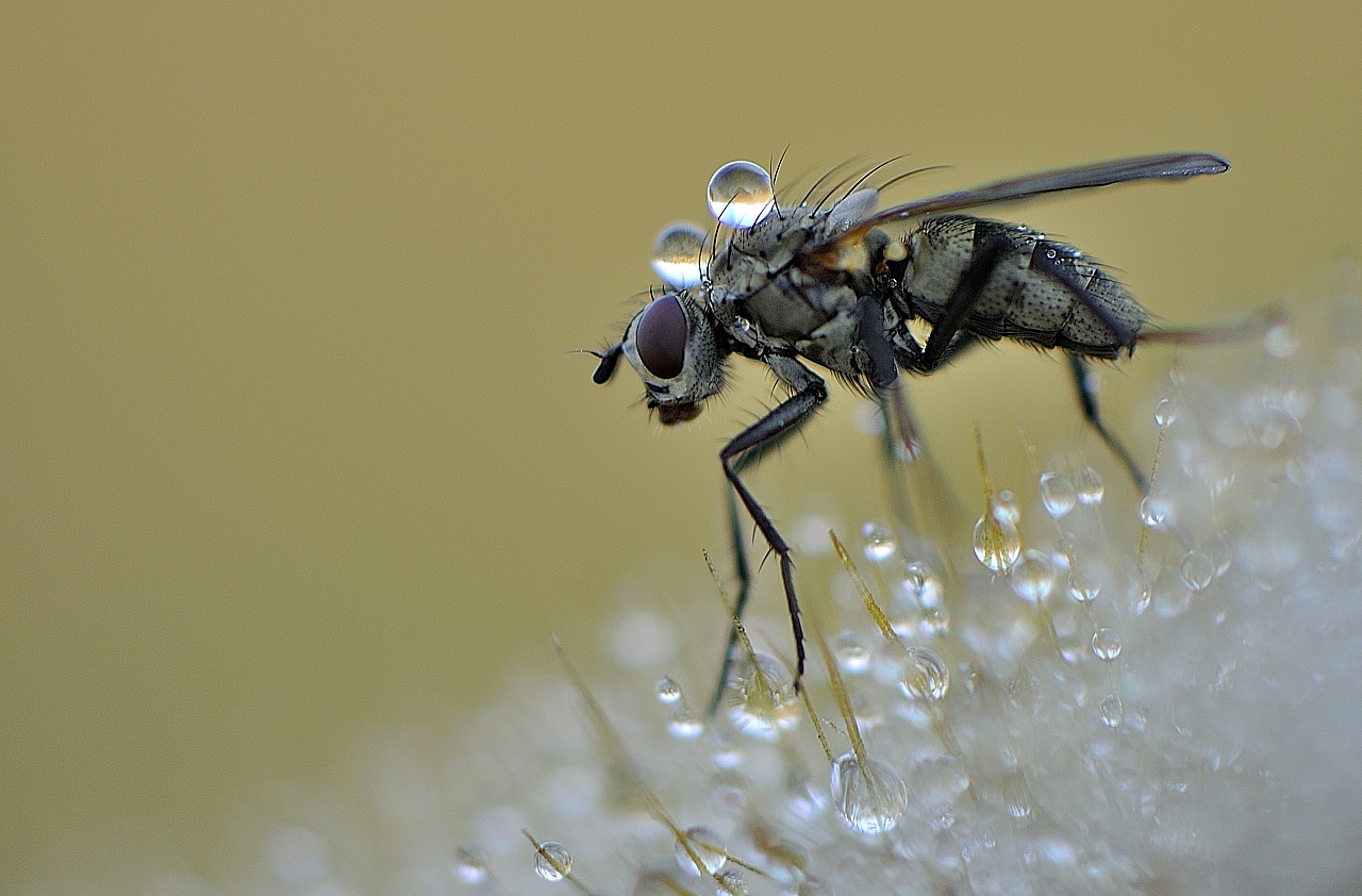 Procurarsi una scorta di acqua