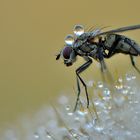 Procurarsi una scorta di acqua