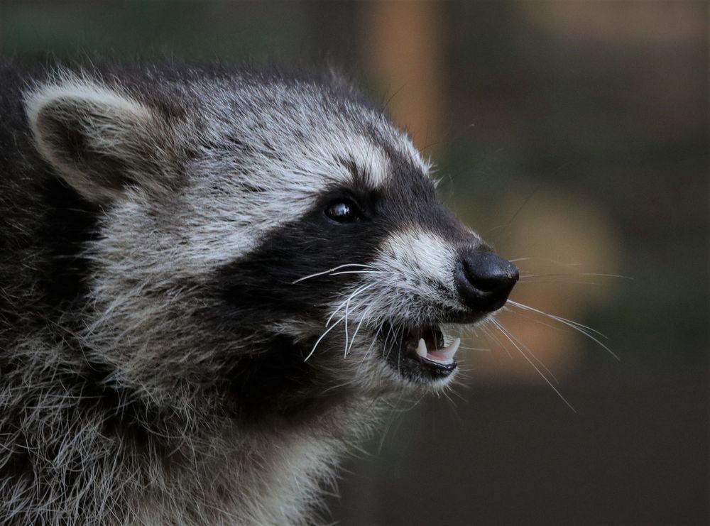 Procyon Foto & Bild fotos, canon, youth Bilder auf