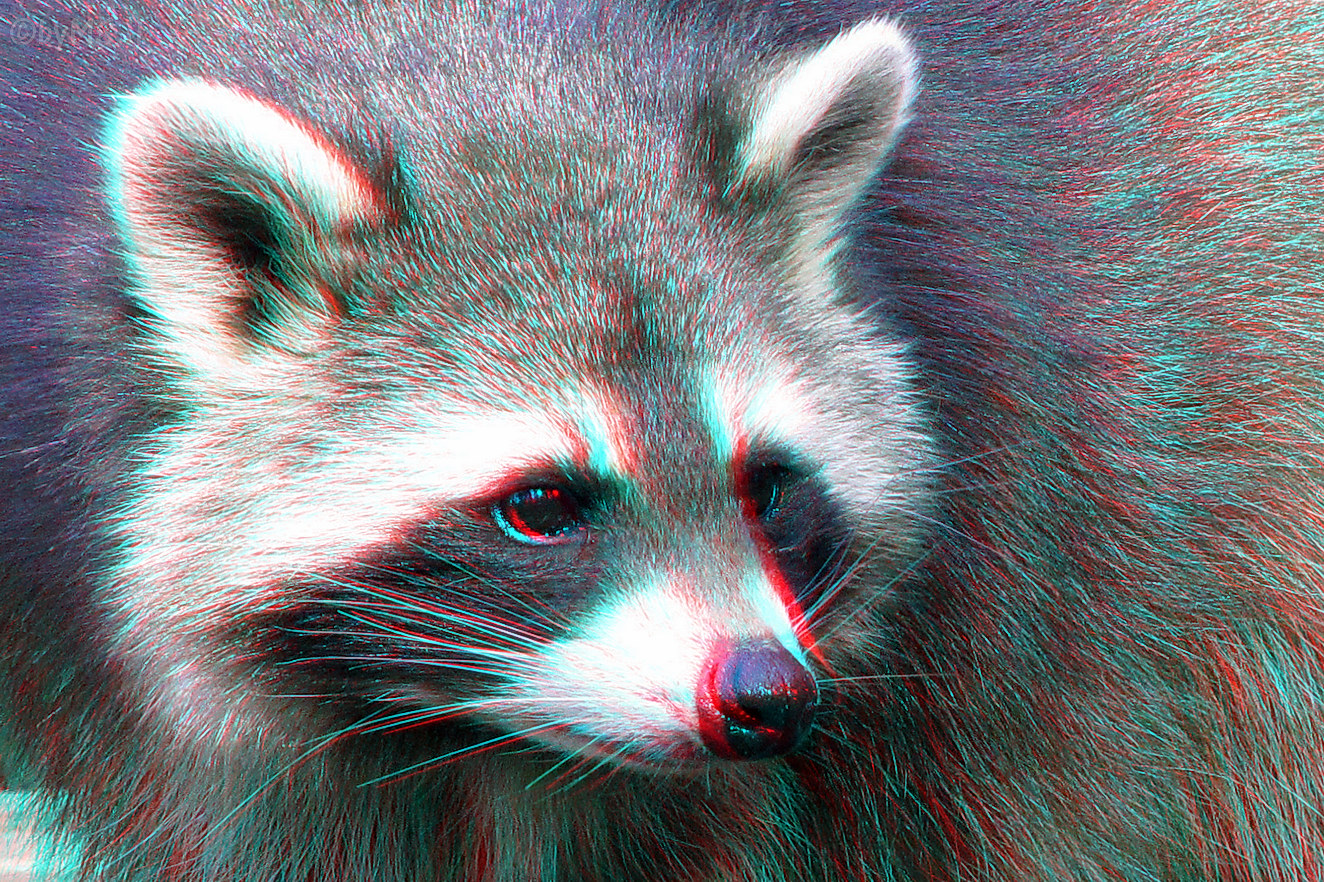 Procyon lotor (3D-Foto)