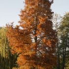 Proebstingsee_Herbst_2020