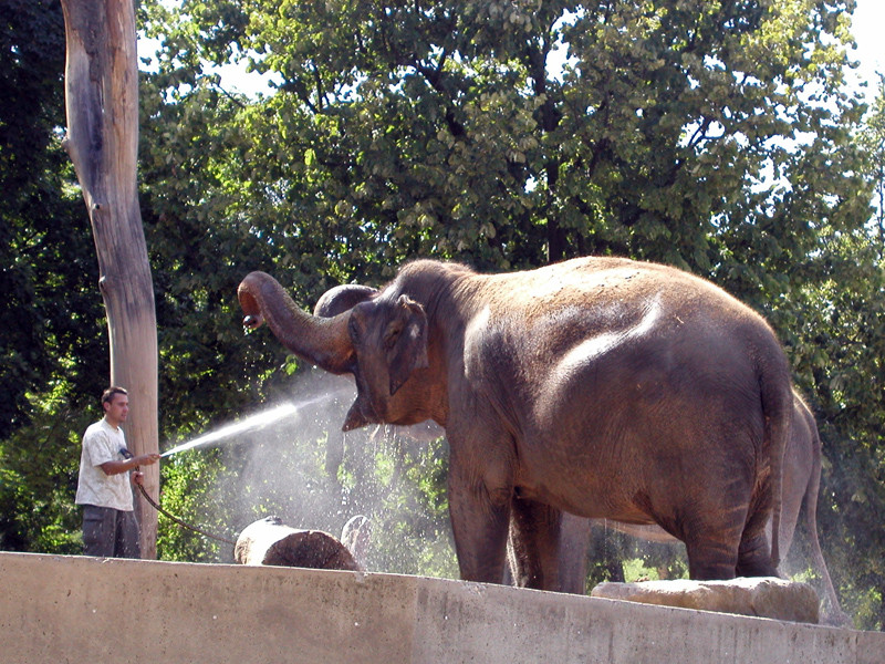 Prösterchen... Lächelnder Elefant in der Wilhelma