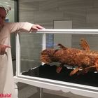 Prof. Dr. Norman Ali Khalaf-von Jaffa standing beside the Comoran Coelacanth in Kuwait