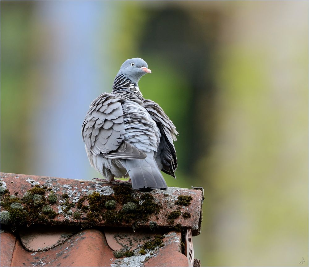 Profan ? Foto & Bild | natur, tiere, vögel Bilder auf fotocommunity