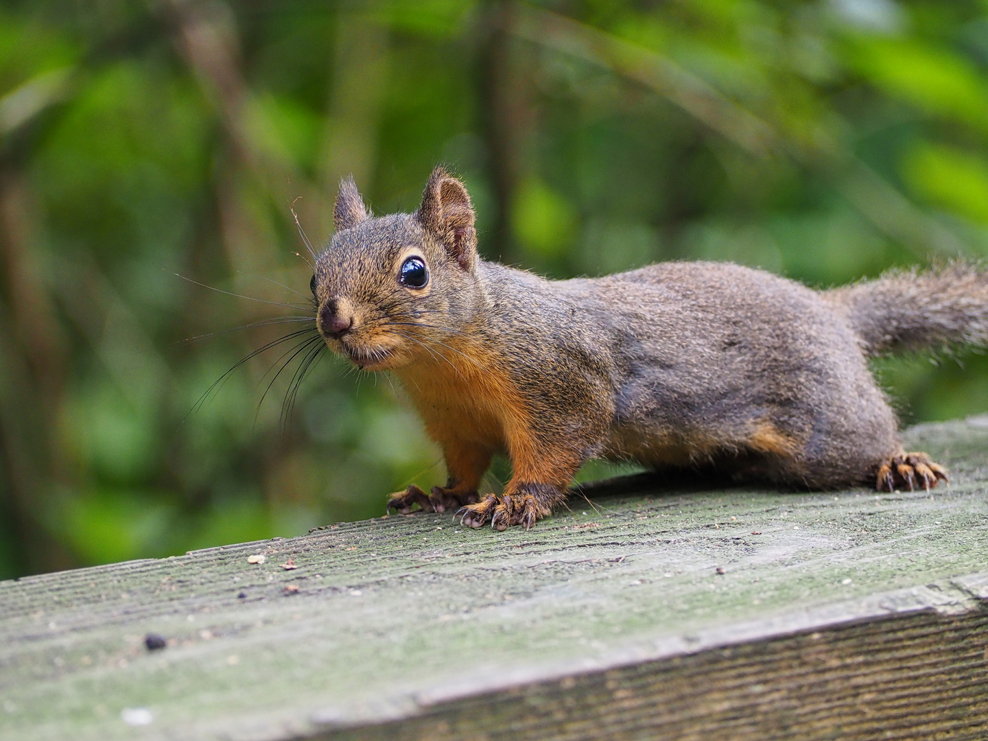 Professor Squirrel