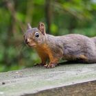 Professor Squirrel